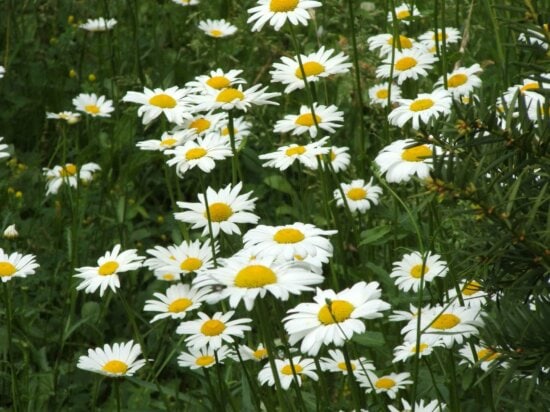 Free picture: flower, summer, flora, chamomile, nature, field ...