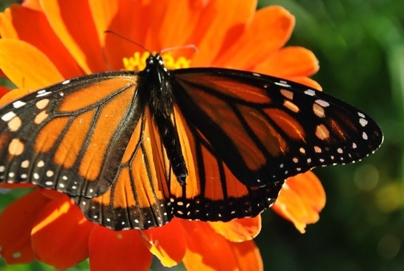 蝴蝶, 宏观, 五颜六色, 细节, 昆虫, 自然, 无脊椎动物, 夏天, 花