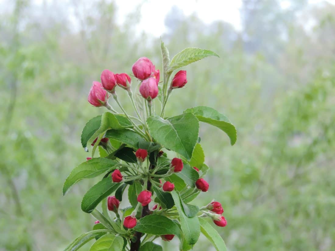 ฤดูใบไม้ผลิ ออร์ชาร์ด เกษตร apple ธรรมชาติ ใบ ฤดูร้อน พืช สมุนไพร ไม้พุ่ม