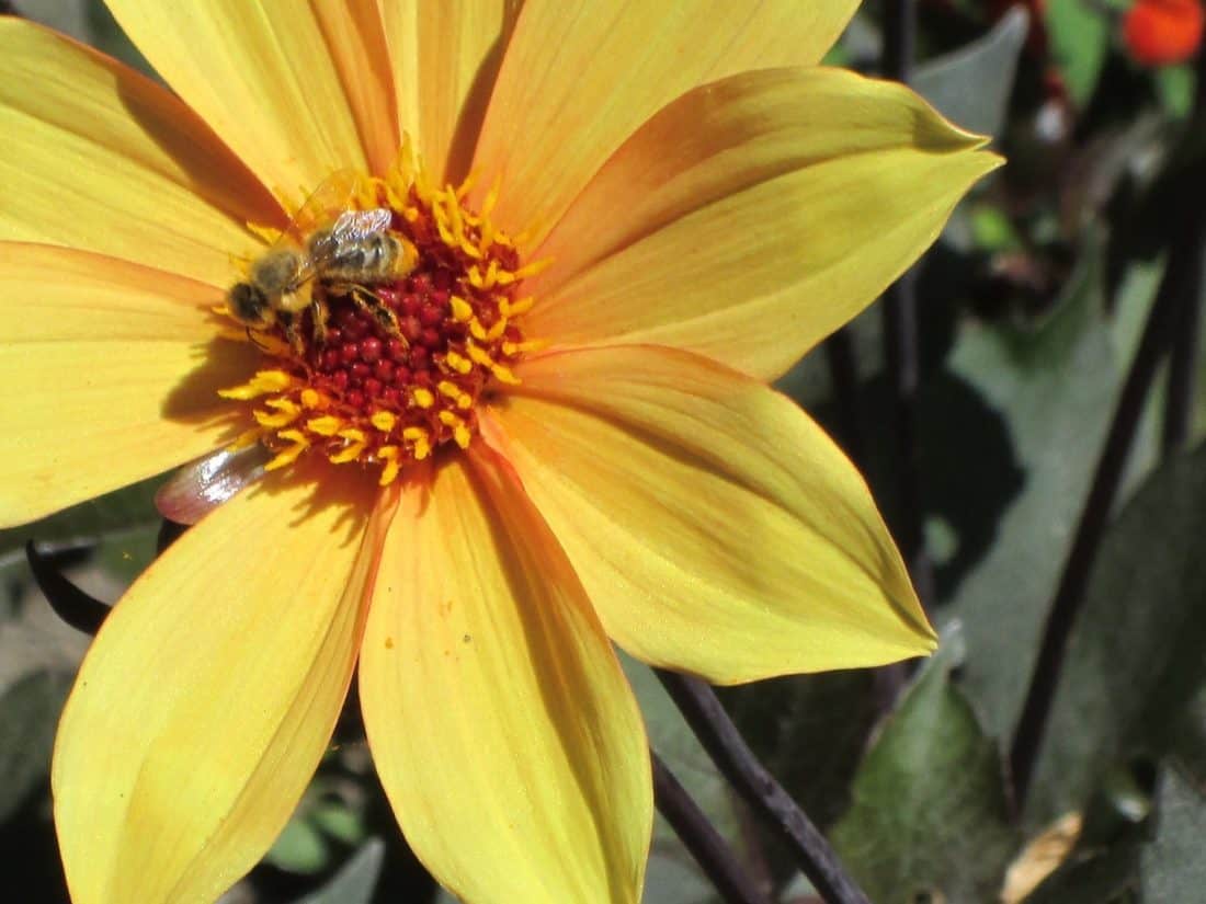 Pszczoła, owad, kwiat, charakter, flora, sunflower, roślina, zioło, Płatek