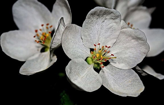 ดอกไม้สีขาว สาขา ธรรมชาติ ใบ ดอกไม้ กลีบดอก ดอก พืช ดอกไม้