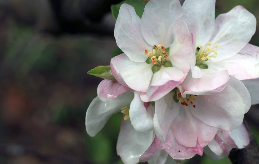 blomst, Støvvejen, natur, flora, haven, blad, kronblad, plante, forår