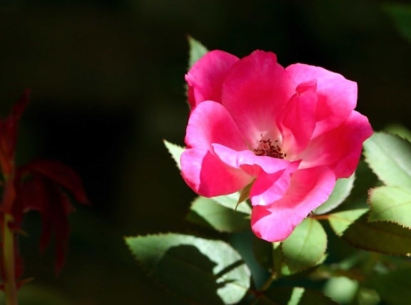 Vildrose, blomst, røde rose, blad, natur, flora, plante, pink, petal