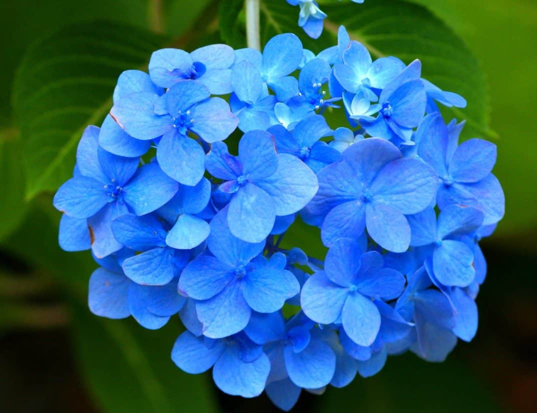 hortensia, blå, natur, blomst, flora, hage, sommer, bladet, blad, urt