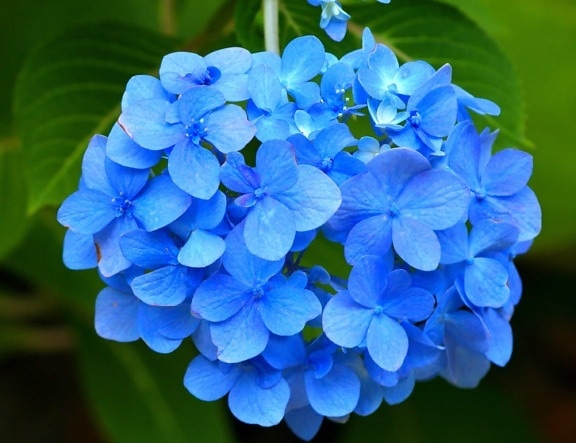hortensia bleu, nature, fleur, flore, jardin, été, pétale, feuille, herbe