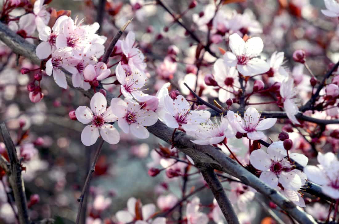 våren, urt, gren, blomst, tre, apple, natur, flora, hage