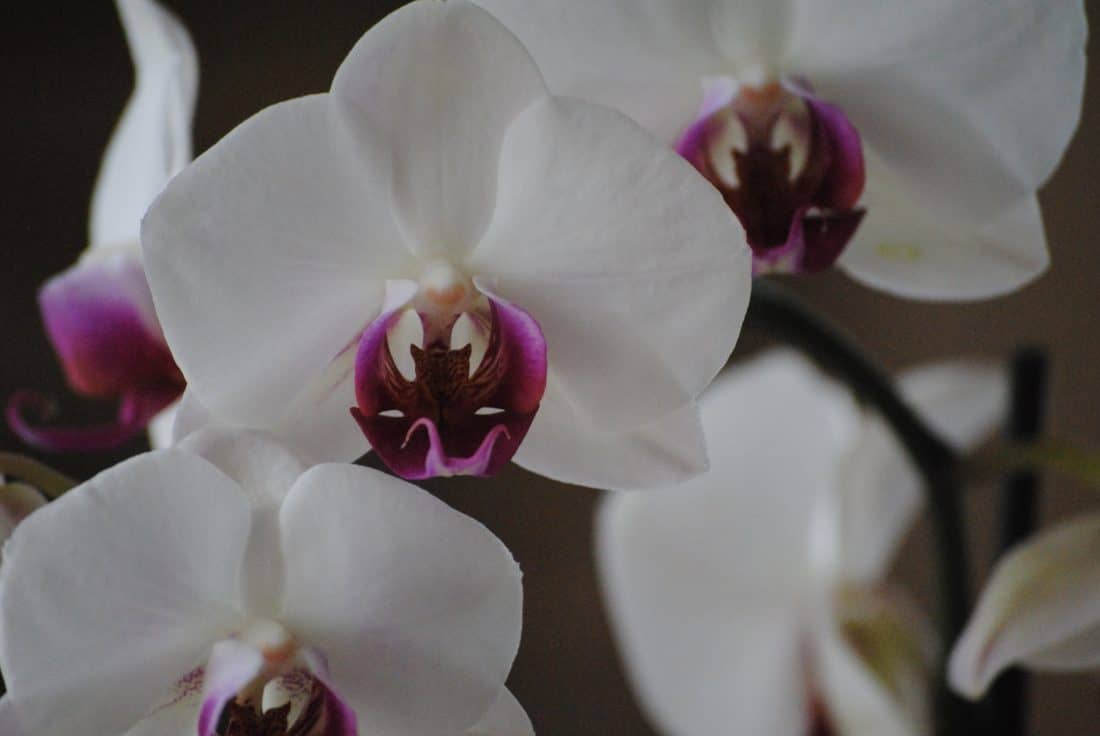 fiore, flora, elegante, natura, orchidea, bianco, esotico, ramo, petali