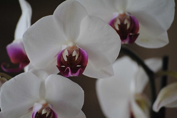 flor, flora, elegante, pétalo de orquídea, blanco, exótica, rama, naturaleza