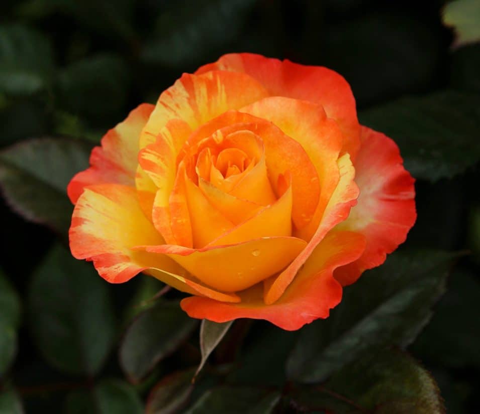 Free picture: red rose, flower, petal, leaf, nature, flora, plant