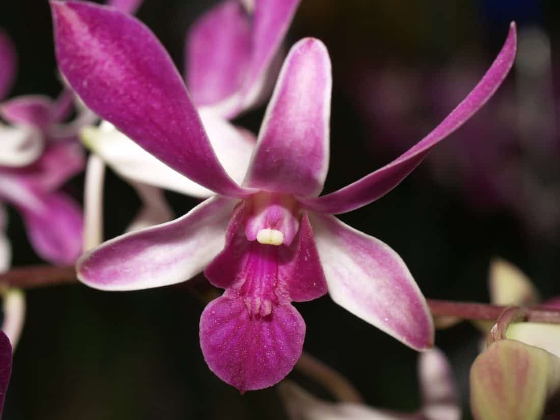 квітка флори орхідеї, рослинність, природи, екзотичні, Пелюстка, красивий, відділення