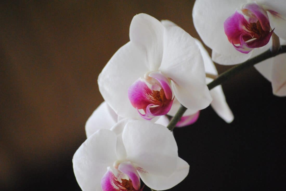 kukka, luonto, flora, tyylikäs, lehtiä, terälehti, vaaleanpunainen, valkoinen orkidea, eksoottisia