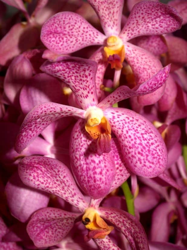 Blume, Natur, Flora, Orchidee, Pollen, exotisch, elegant, aromatisch, Zweig