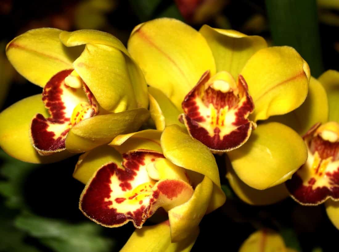 квітка природи флори, Пелюстка, жовтий, orchid, макрос, саду, листя, завод, трава