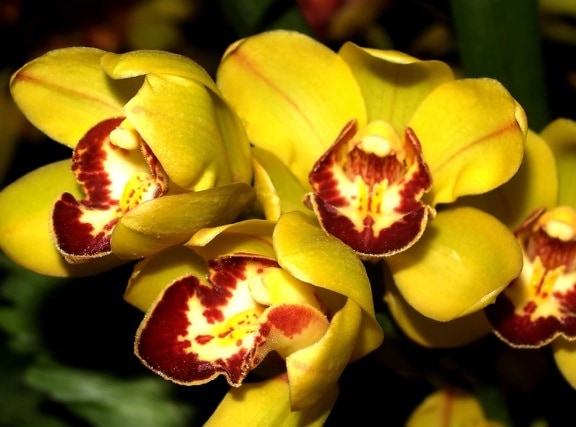 ดอกไม้ ธรรมชาติ ฟลอรา กลีบดอก สีเหลือง ออร์คิด แมโคร สวน ใบ พืช สมุนไพร