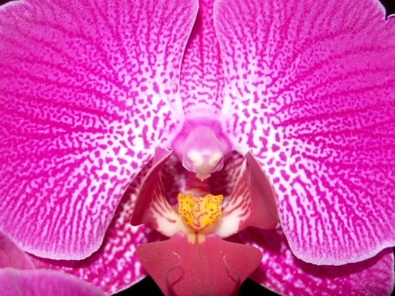 flower, exotic, macro, pollen, pistil, flora, nature, beautiful, orchid, plant