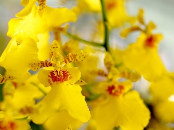 natur, nektar, blomst, flora, blad, gul orkidé, detaljer, anlegg, herb