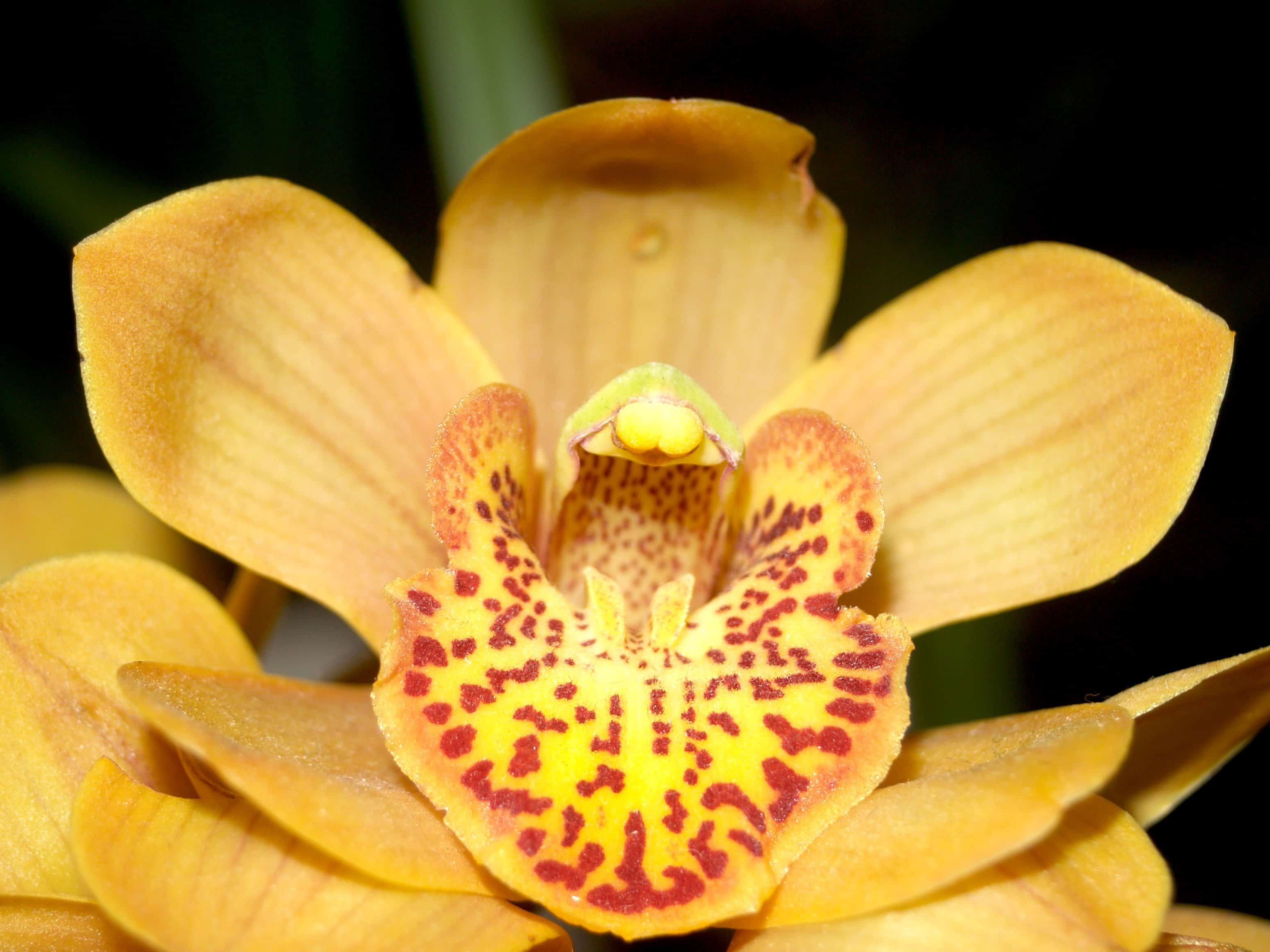 Орхидея Микрофлора