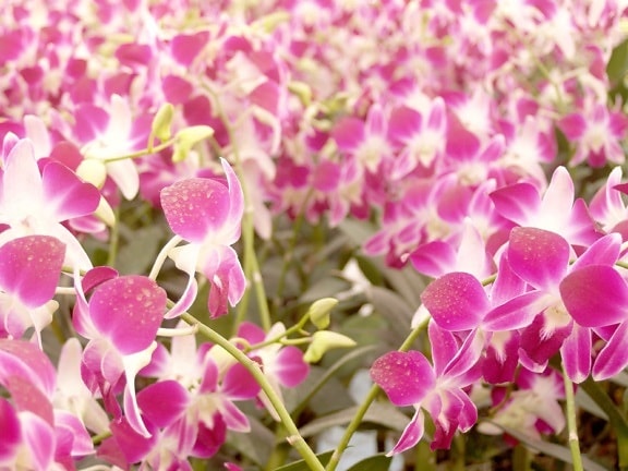 blomst, natur, flora, haven, kronblad, smukke, lyserød orkidé