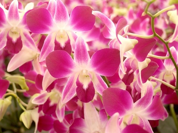 macro, orchid, bloem, natuur, flora, Tuin, bloemblaadje, mooi, kruid, blad