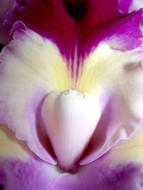 macro, detail, stuifmeel, nectar, stamper, bloem, natuur, flora, mooi, bloemblaadje, orchidee