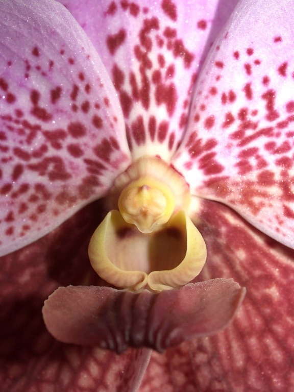 Orchid, detail, stamper, nectar, kruid, bloem, exotische, natuur, flora, plant