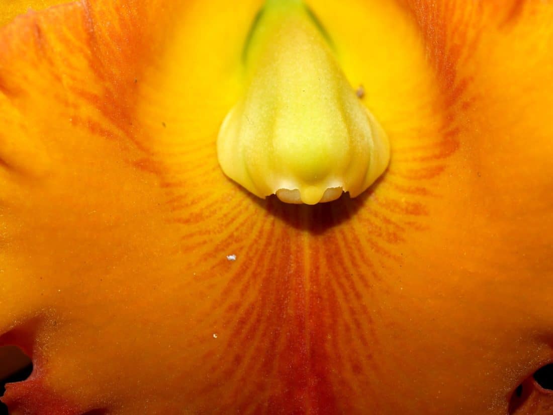 flor, naturaleza, Pétalo, color amarillo, orquídea, pistilo, polen, néctar, planta