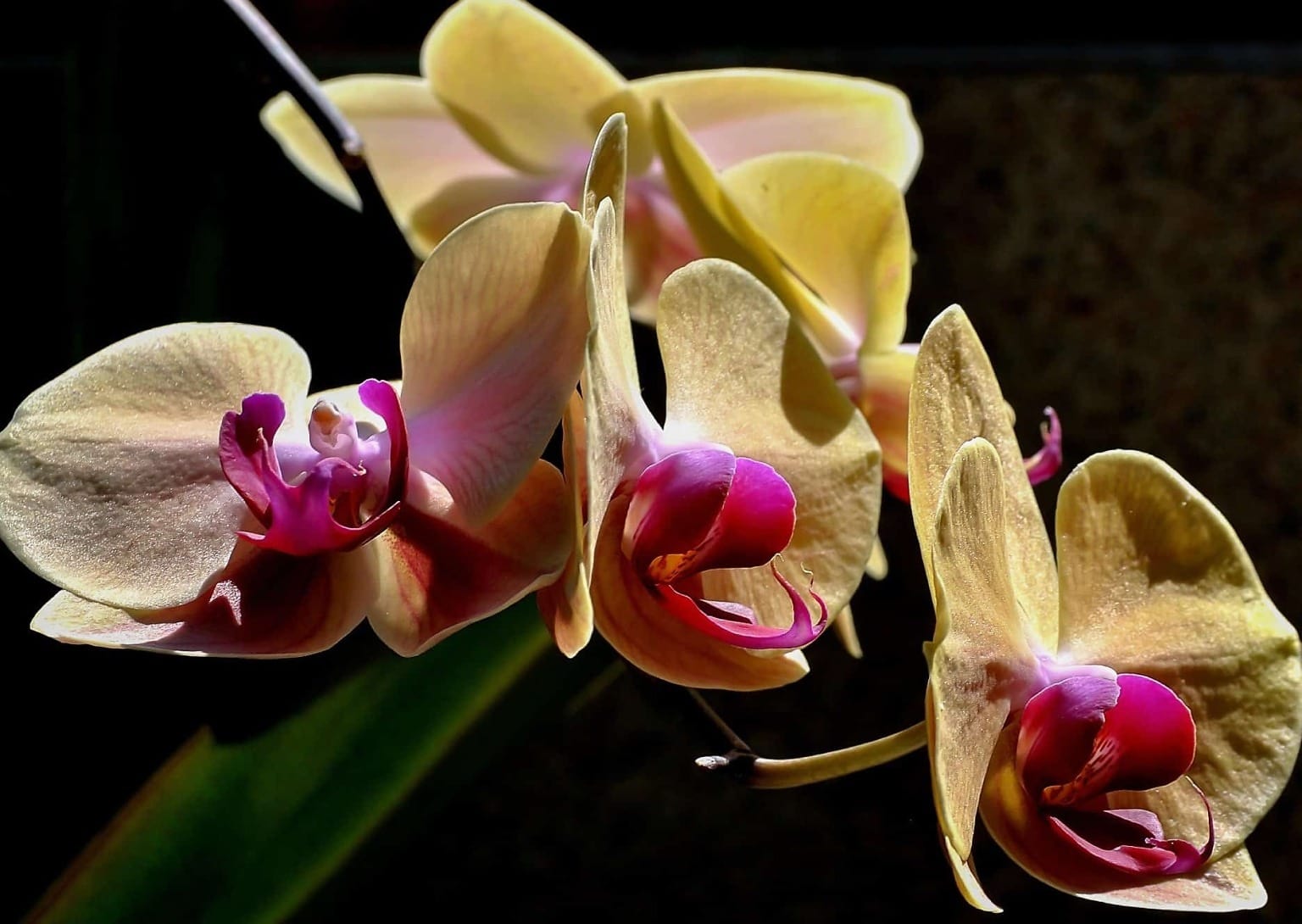 Желтая Орхидея С Полосками