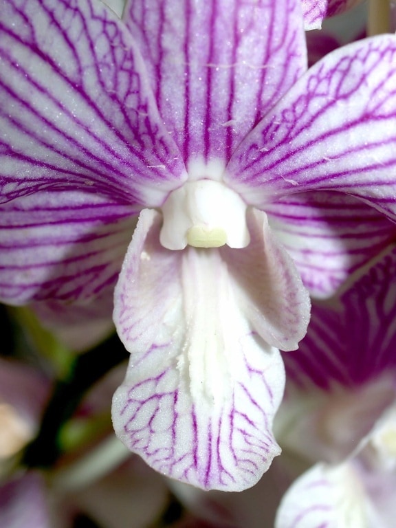 orchid, herb, macro, flower, nature, flora, garden, pistil, beautiful, petal