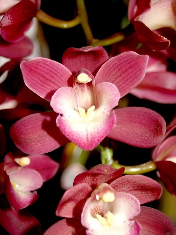 цветок, флора, природа, Орхидея, Лепесток, красивые, пестик, филиал