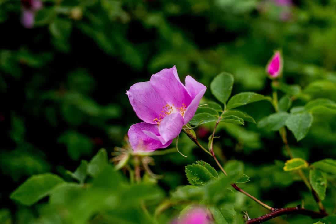 rosa selvatica, germoglio, fiore, natura, foglia, flora, giardino, estate, arbusto