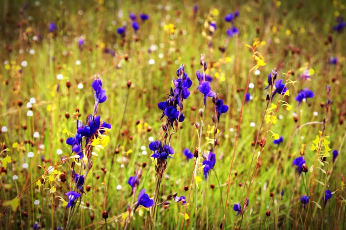cvijet, polje, priroda, livada, trava, divlji cvijet, trava, ruralni