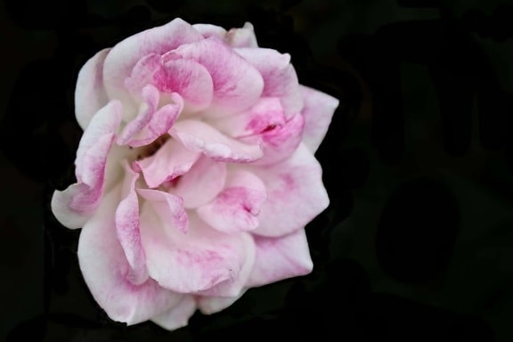 Bunga rose liar, kelopak, pink, kegelapan, tanaman, mekar