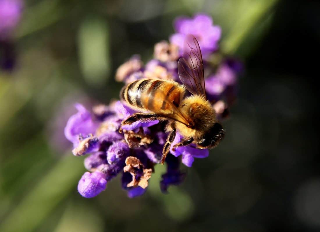 abelha, mel, insetos, natureza, flor, pólen, néctar, polinização