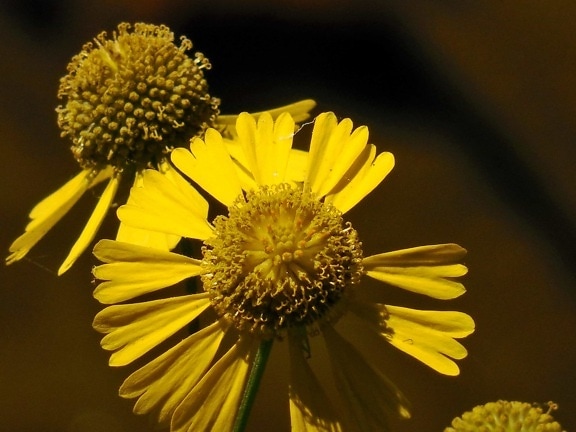 花、雌しべ、マクロ、黄色、草原、詳細、花粉、自然、動植物