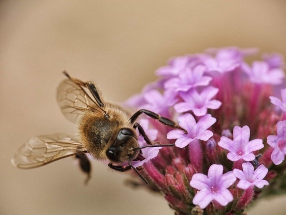 пчела, насекоми, природа, цвете, животно, макро, растение, билка, членестоноги