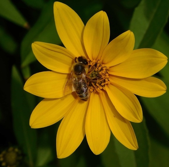 lebah, serangga, sifat, bunga, makro, putik, serbuk sari, madu, flora, musim panas