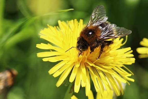 природата, пчела, насекоми, прашец, цветя, макро, лято, флора
