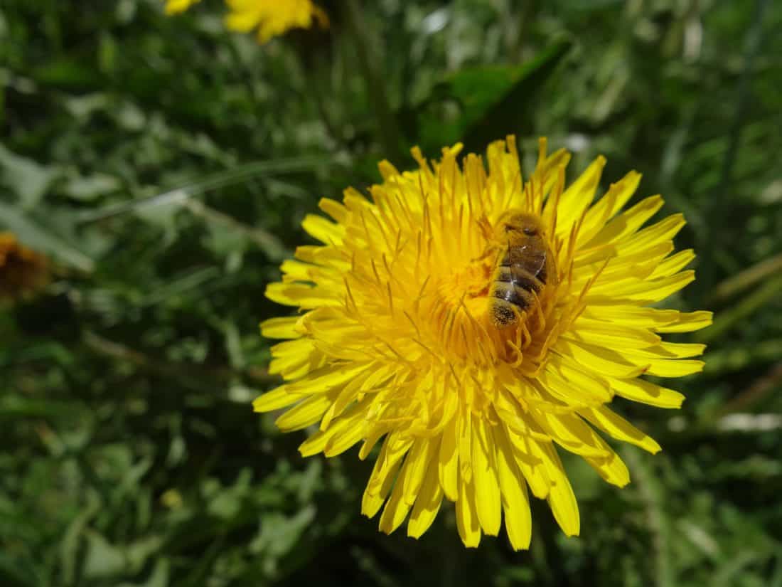 bee, nature, bee, insect, flower, pollen, summer, honey, flora