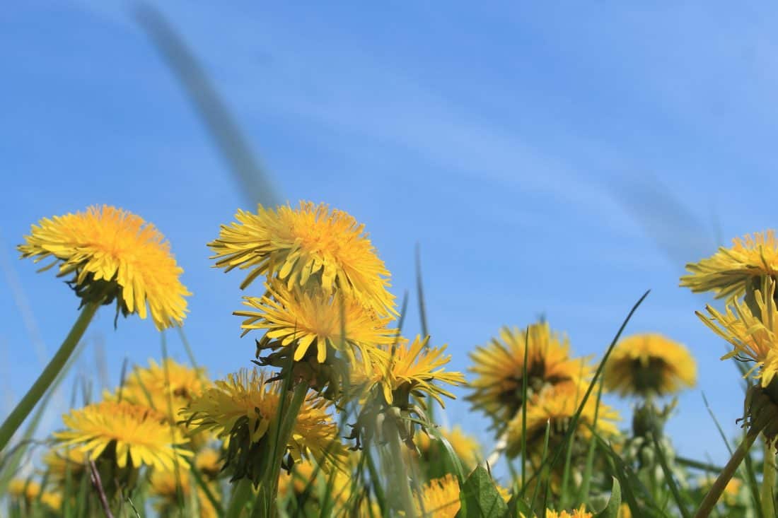 цветок, природа, поля, Голубое небо., флора, лето, трава, одуванчик
