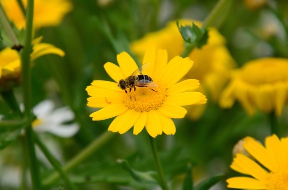 ธรรมชาติ ฤดูร้อน แมลง ดอกไม้ ฟลอรา ผึ้ง เกสร ใบ สวน
