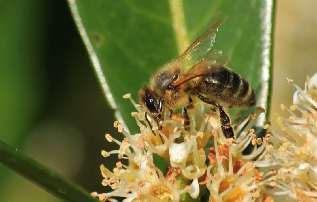 natur, insekt, bi, pollen, honning, dyr, makro, bestøvning, vilde