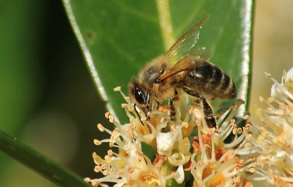 natur, insekt, bee, pollen, honning, dyr, makro, pollinering, wild