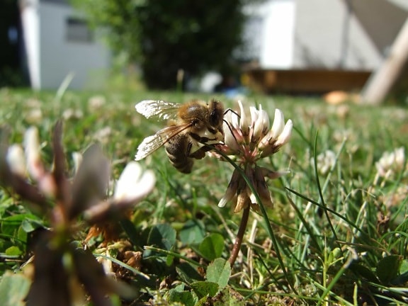 Luonto kukka, mehiläinen, nurmikko, ruoho, kesä, Internet, lehti flora