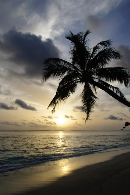 zonlicht, sunrise, silhouet, Stille Oceaan, zon, zand, zonsondergang, Oceaan, zeegezicht, kokosnoot, palm tree