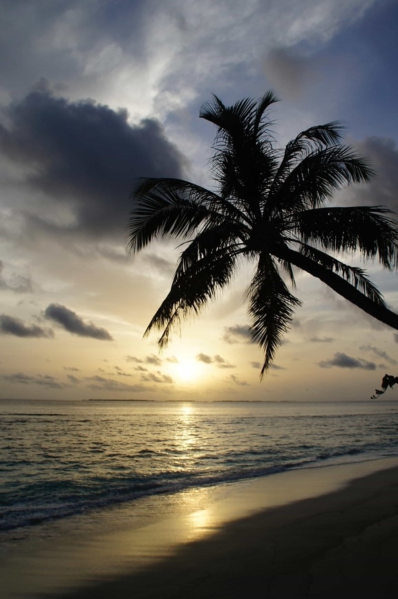 sollys, sunrise, silhuett, Stillehavet, sol, sand, solnedgang, hav, seascape, kokos, Palme