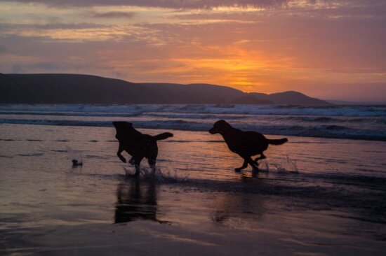 water, sunset, beach, ocean, dog, animal, sea, sun, silhouette, sky