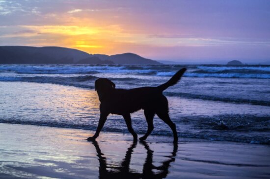water, beach, sea, ocean, sunrise, pet, cloud, seashore, sky, dog
