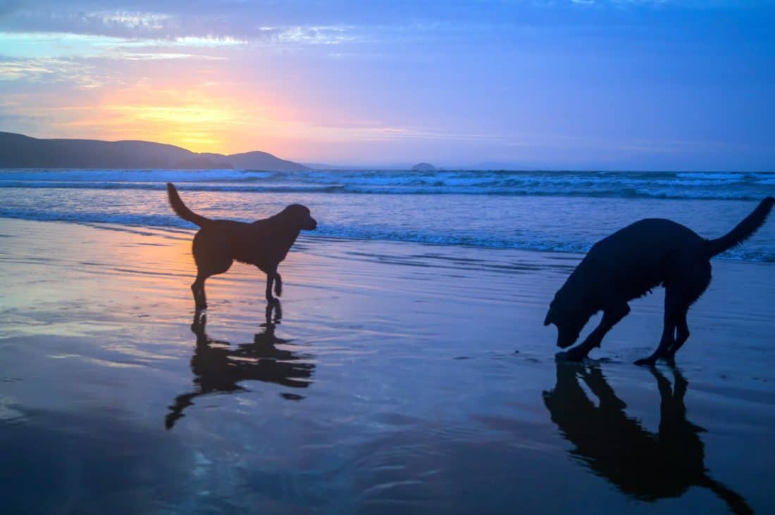 вода, пляж, силуэт, восход, животное, собака, океан, море, море, небо, Открытый