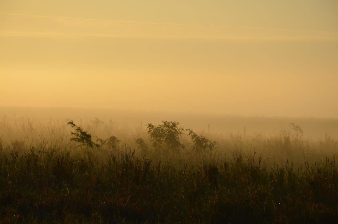 silhouette, pasture, fog, landscape, mist, sunset, dawn, tree, field, sky