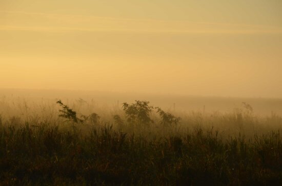 Free picture: dawn, landscape, tree, nature, fog, sunrise, silhouette ...